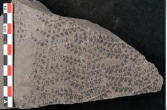 Foto (Detailansicht) von Sphenopteris trifoliata Brongniart (NHMW-GEO-2024-0188-10798)